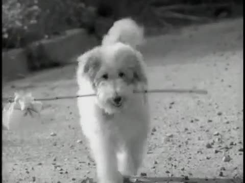 Billy Ray Cyrus - Ain't Your Dog No More