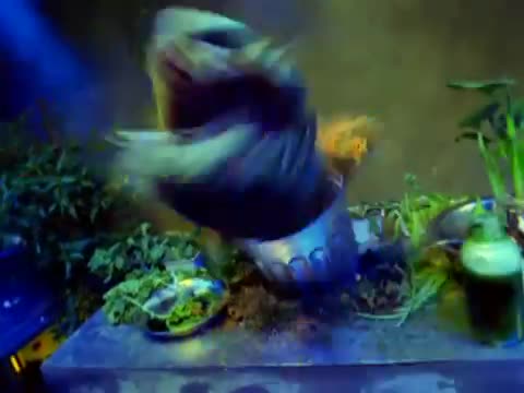 Cypress Hill - Dr. Greenthumb