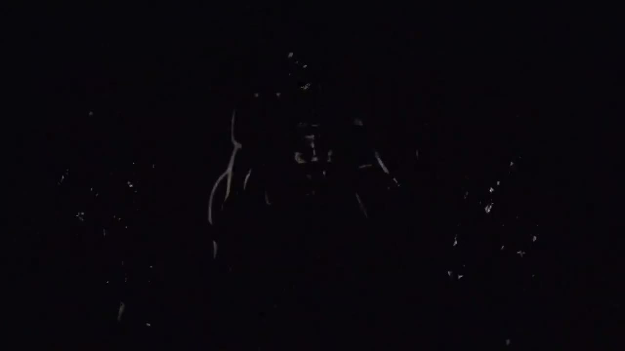 Die Antwoord - Fatty Boom Boom
