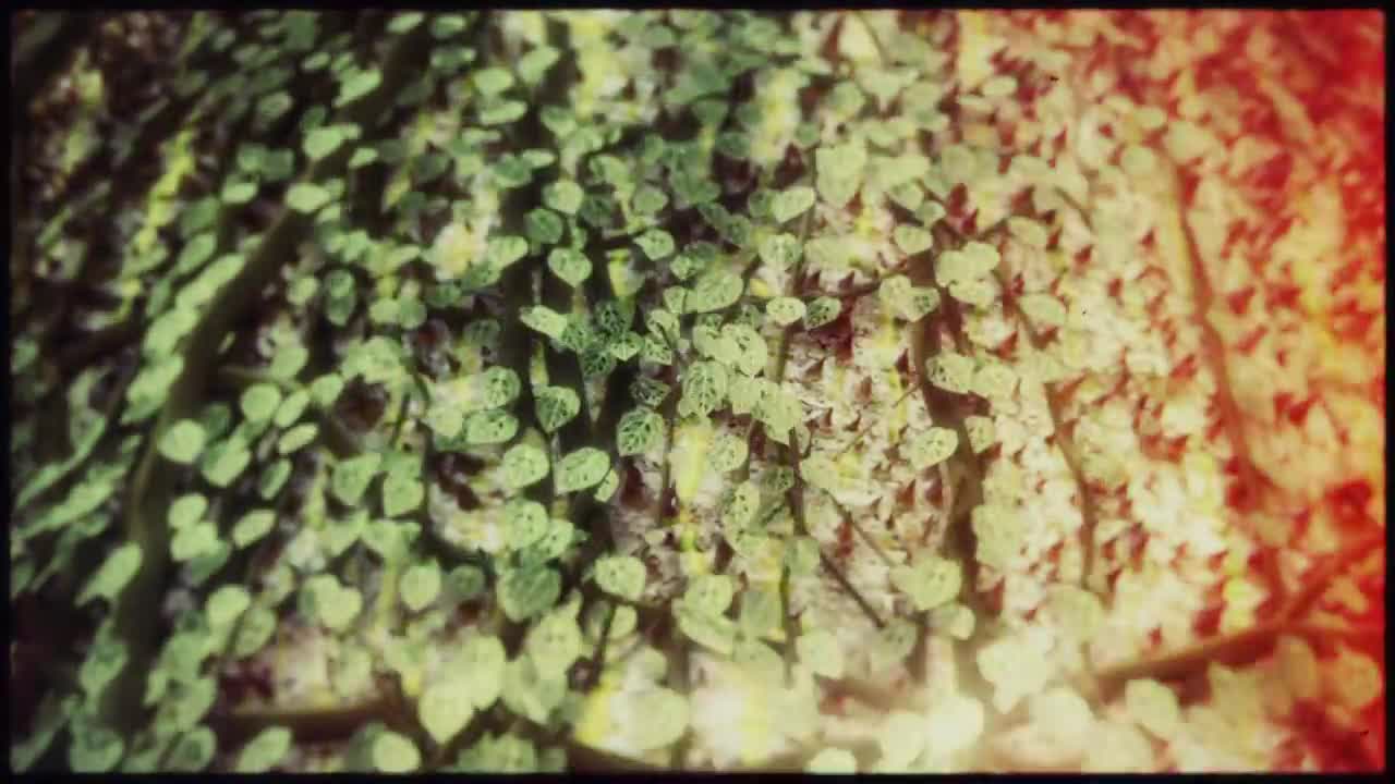 Juanes - Yerbatero