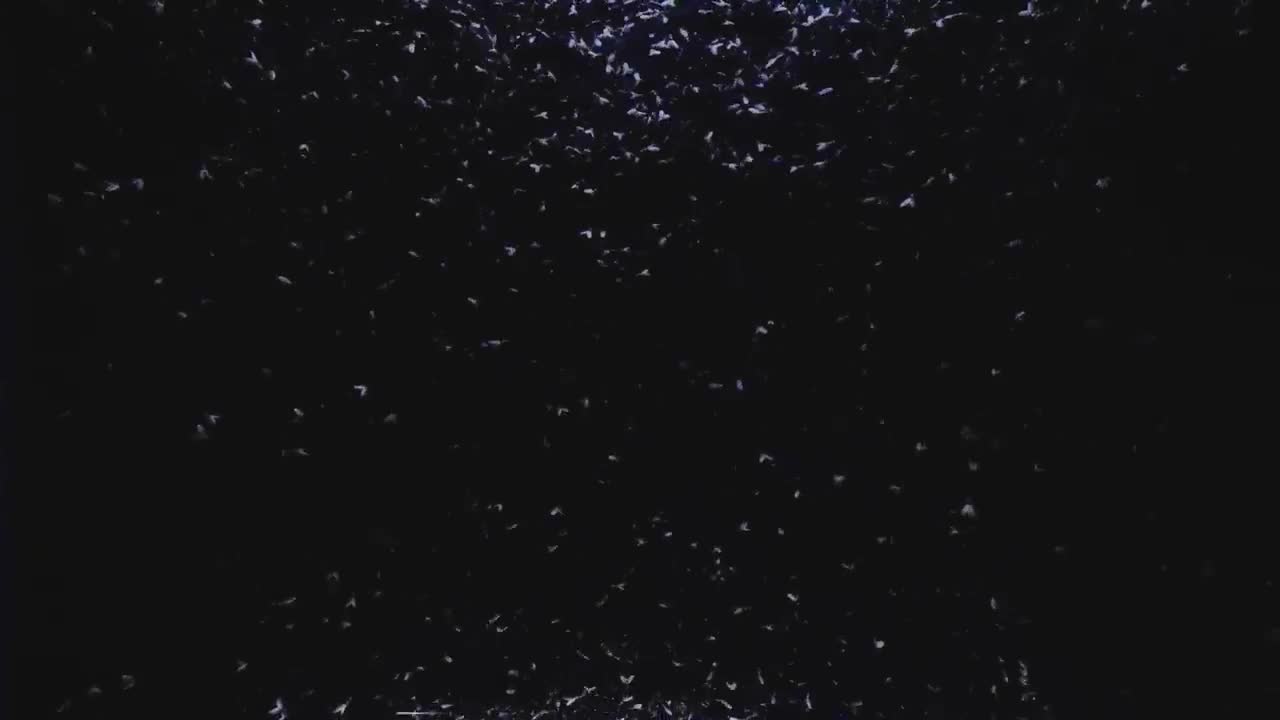 My Chemical Romance - The Foundations of Decay