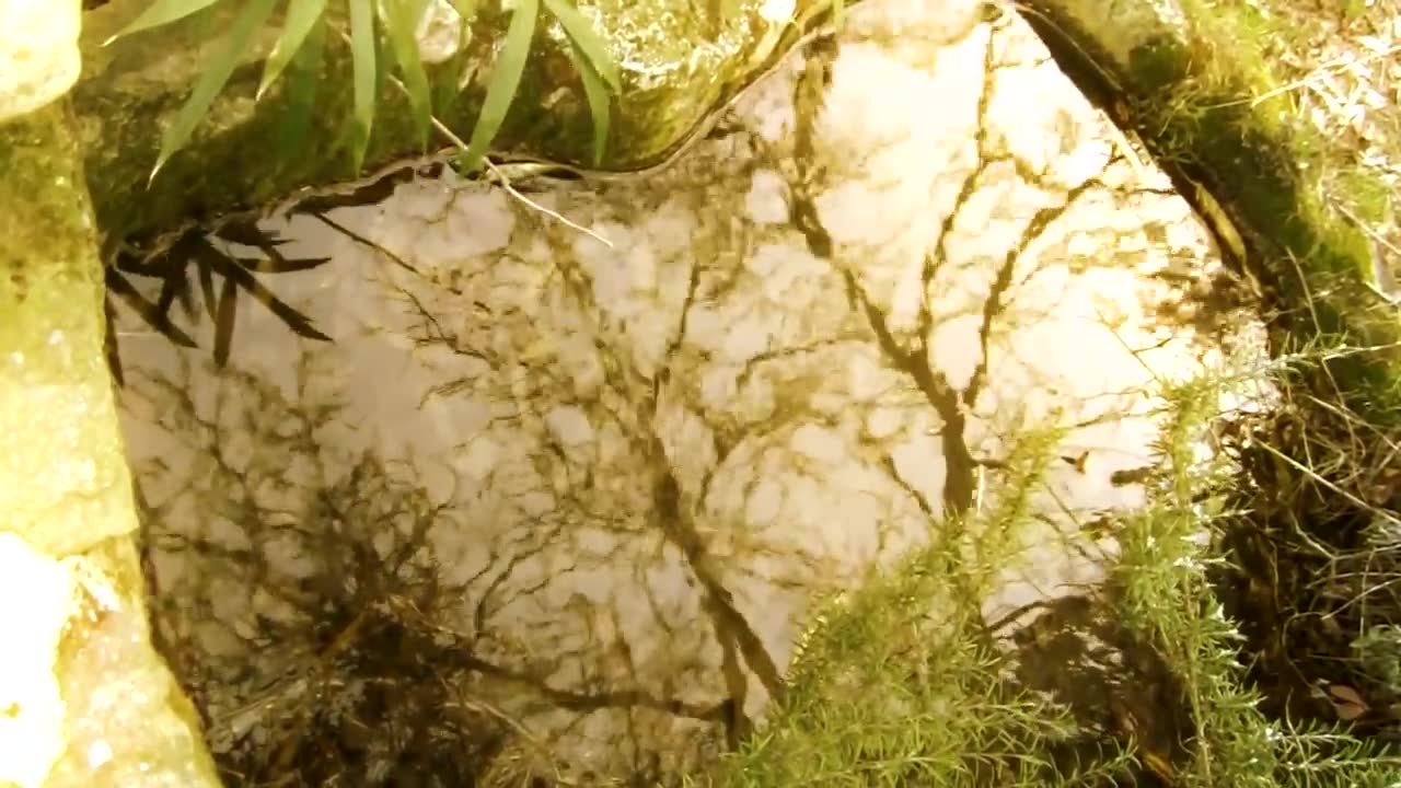 Nestor Kéa - Esturgeon