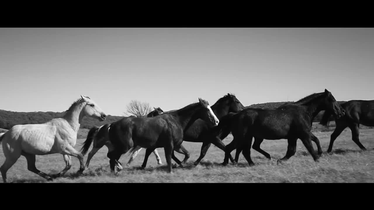 Reba McEntire - Just Like Them Horses