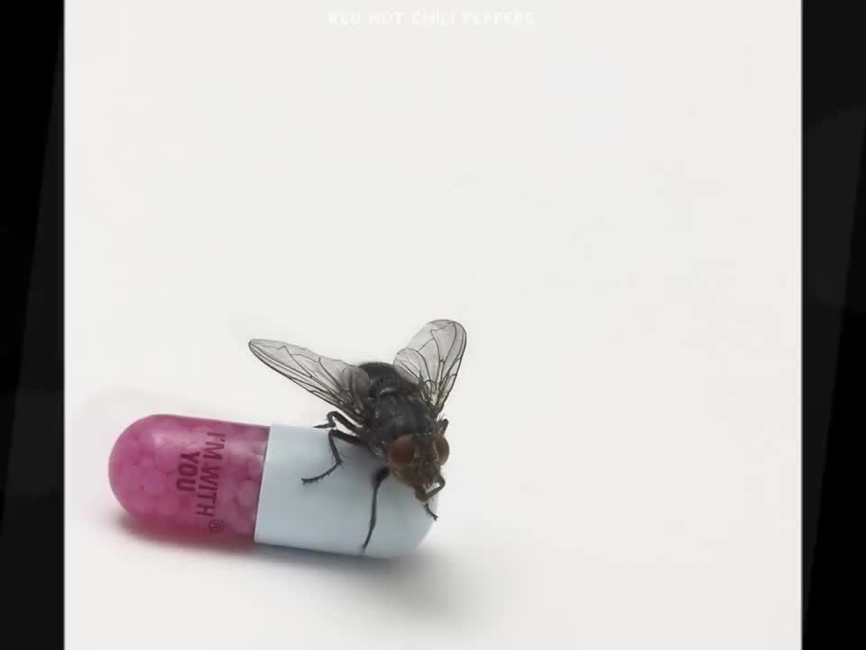 Red Hot Chili Peppers - Did I Let You Know