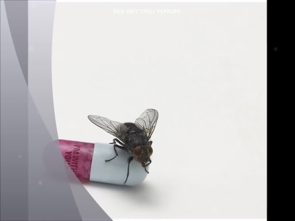 Red Hot Chili Peppers - Happiness Loves Company