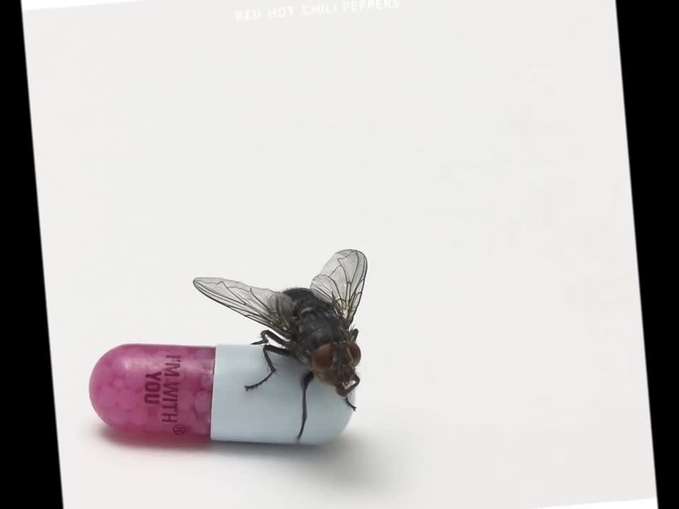 Red Hot Chili Peppers - Happiness Loves Company