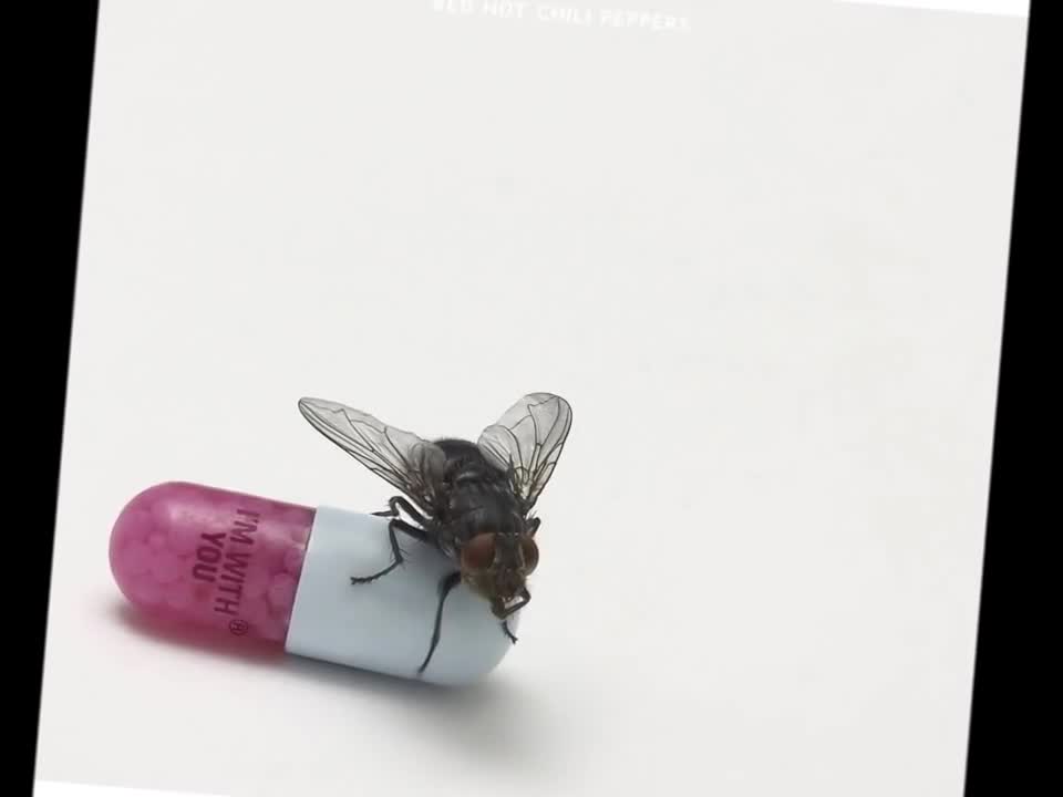 Red Hot Chili Peppers - Police Station