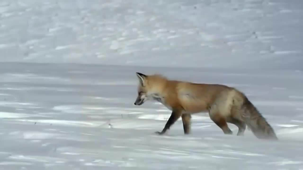 U2 - Raised by Wolves