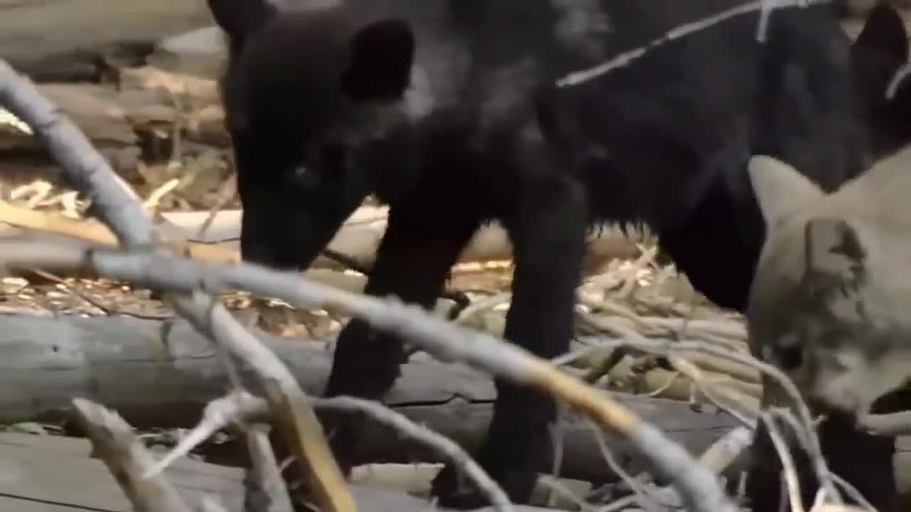 U2 - Raised by Wolves