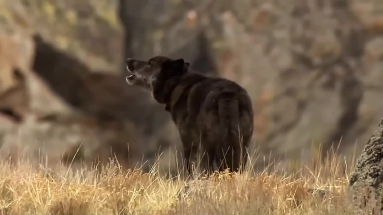 U2 - Raised by Wolves