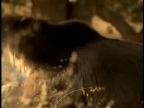 Weezer - Island in the Sun