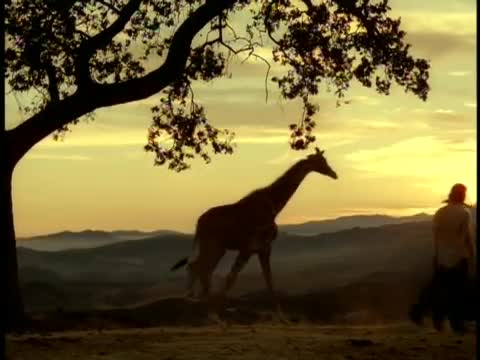 Weezer - Island in the Sun