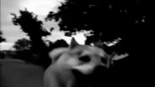 Pixies - Where Is My Mind?