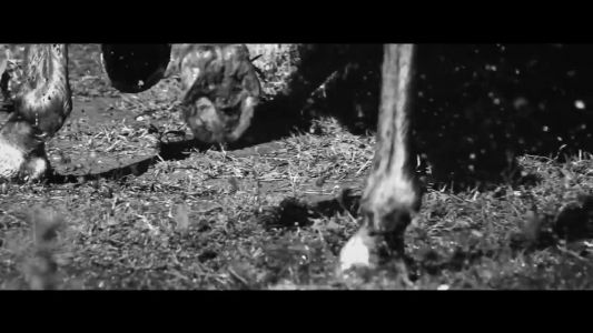 Reba McEntire - Just Like Them Horses